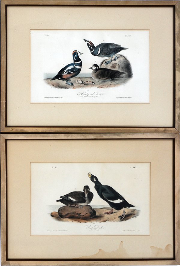 AFT JOHN JAMES AUDUBON LITHOS VELVET HARLEQUIN DUCK: AFTER JOHN JAMES AUDUBON HAND COLORED LITHOGRAPHS, TWO, "HARLEQUIN DUCK" & "VELVET DUCK":Printed by J.T Bowen, New York and Philadelphia, from 'The First Octavo edition of the Birds of America, from D
