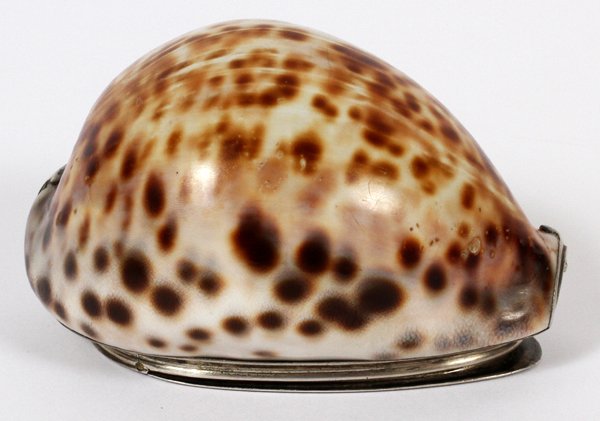 SILVER MOUNTED COWRIE SHELL SNUFF BOX C. 1800: SILVER MOUNTED COWRIE SHELL SNUFF BOX, C. 1800, L 3":Silver rim and hinged cover with chased scroll motifs, possibly marked at the interior rim (see additional photo).