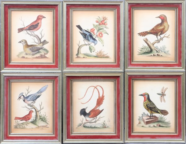 ORNITHOLOGICAL COLOR ENGRAVINGS SET OF 6: ORNITHOLOGICAL COLOR ENGRAVINGS, SET OF 6, H 13", W 12":After George Edwards. Uniformly framed. For a high resolution photo CLICK HERE