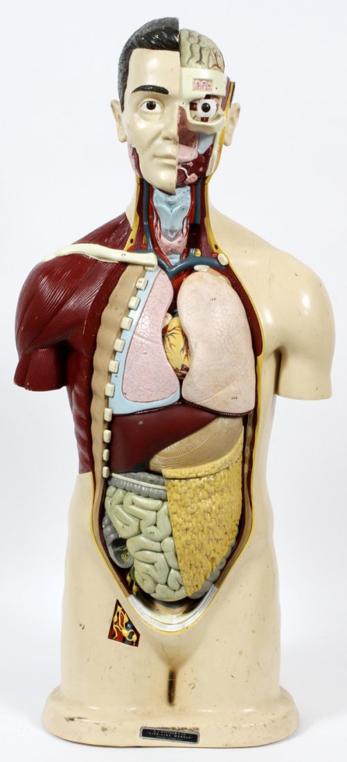 A. J. NYSTROM & CO. ANATOMICAL TORSO C1960: A. J. NYSTROM & CO. 'LIFE LIKE MODELS', COMPOSITION, ANATOMICAL TORSO, C1960, H 34", W 15":Anatomical torso with cut-away views exposing the removable internal organs. Plate on the base inscribed: "A.