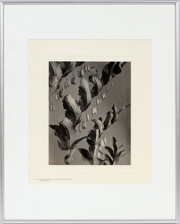 EDWYNN HALE LINCOLN PLATINUM PALLADIUM PRINT, 1905 (1 of 4)