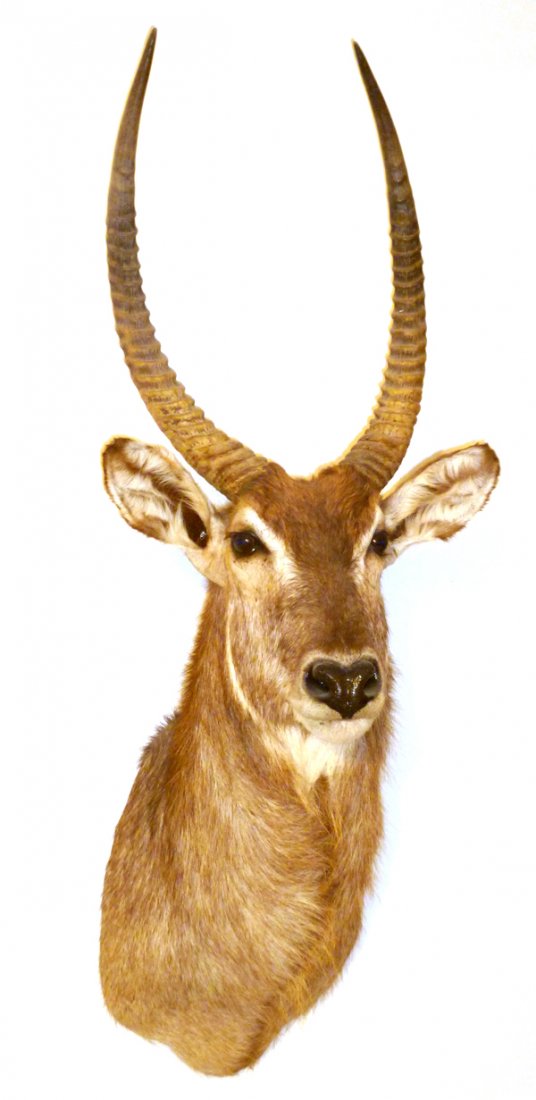 AFRICAN WATERBUCK TROPHY MOUNT LATE 20TH C (1 of 1)