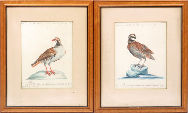 AVIARY HAND COLORED PRINTS TWO (1 of 3)