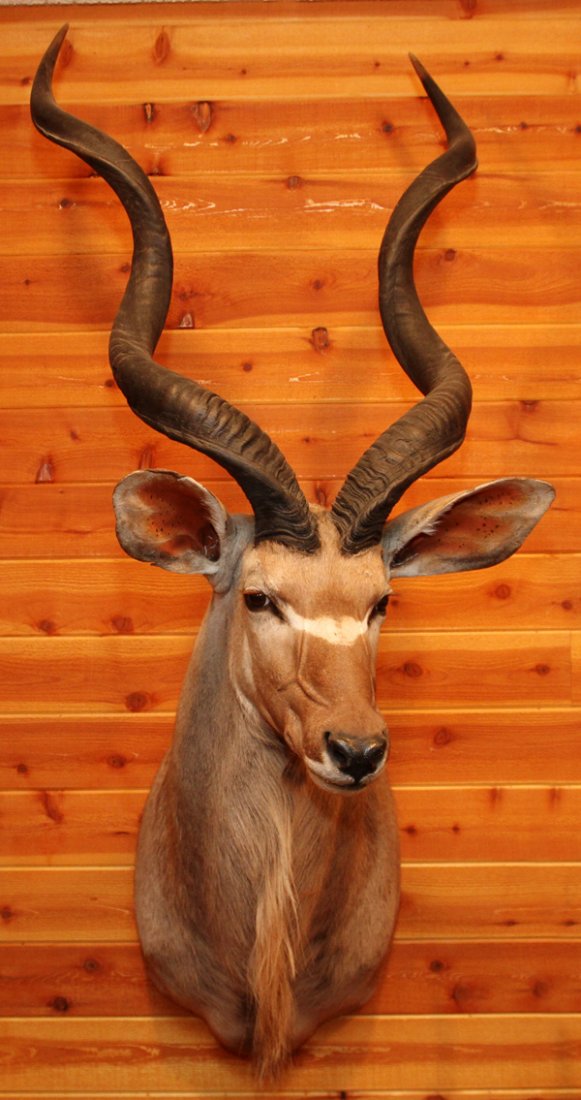 AFRICAN SOUTHERN GREATER KUDU SHOULDER MOUNT: AFRICAN SOUTHERN GREATER KUDU SHOULDER MOUNT, H 66", W 17", D 37":U.S. residents outside of Michigan, must ensure they are in compliance with their specific state laws when purchasing or transporting.