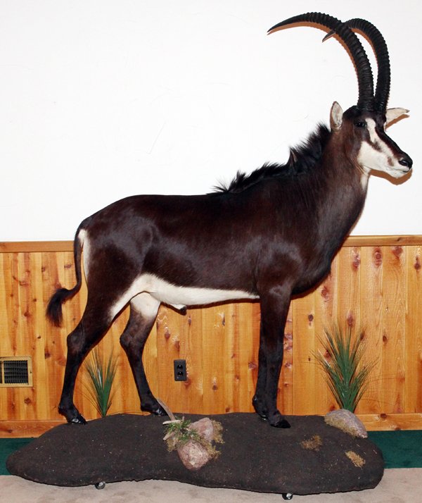 SABLE ANTELOPE FULL BODY TROPHY MOUNT