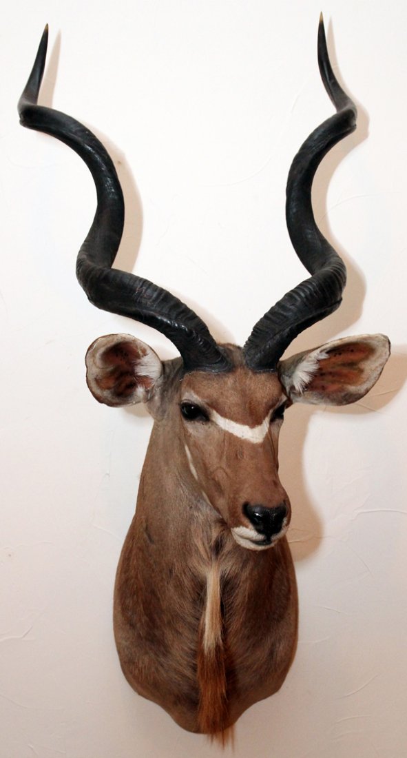AFRICAN GREATER SOUTHERN KUDU TROPHY MOUNT: AFRICAN, GREATER SOUTHERN KUDU, TROPHY MOUNT, H 68", W 30", D 38":African greater southern kudu shoulder trophy mount. 'Tragelaphus Strepsiceros'. 68" H. x 30" W. x 38" D. From the Estate of Gordon J.