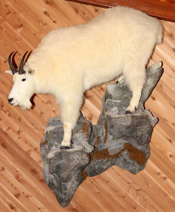 MOUNTAIN GOAT FULL BODY TROPHY MOUNT: MOUNTAIN GOAT, FULL BODY TROPHY MOUNT, H 72", W 55":Mountain goat full body trophy mount. 'Oreamno Americanus'. 72" H. x 55" W. includes base. From the Estate of Gordon J. Birgbauer. For a high resolu