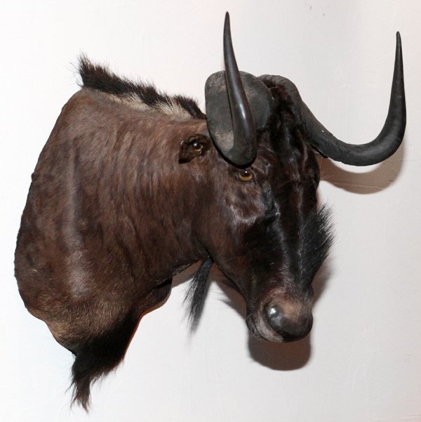 AFRICAN BLACK WILDEBEEST TROPHY MOUNT: AFRICAN, BLACK WILDEBEEST, TROPHY MOUNT, H 30", W 19", D 31":African black wildebeest shoulder trophy mount. 'Connochaetes Gnou', H 30", W 19", D 31". From the Estate of Gordon J. Birgbauer. For a hig