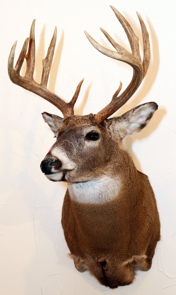 NORTHEASTERN WHITE TAILED DEER TROPHY MOUNT: NORTHEASTERN, WHITE TAILED DEER, TROPHY MOUNT, H 36", W 18", D 29":Northeastern white tailed deer shoulder trophy mount. 'Odocoileus Virginianus'. 36" H. x 18" W. x 29" D. From the Estate of Gordon J.