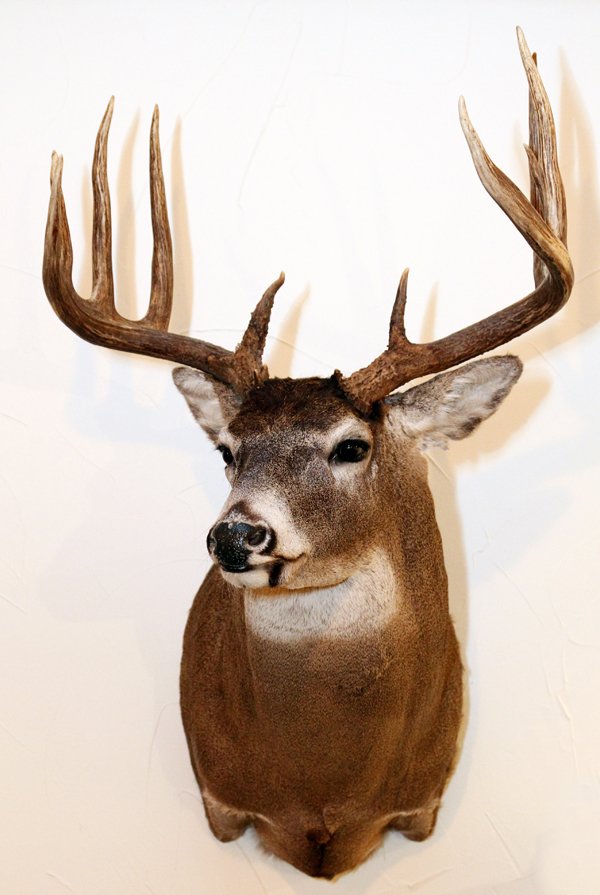 NORTHEASTERN WHITE TAILED DEER TROPHY MOUNT: NORTHEASTERN, WHITE TAILED DEER, TROPHY MOUNT, H 40", W 23", D 23":Northeastern white tailed deer shoulder trophy mount. 'Odocoileus Virginianus'. 40" H. x 23" W. x 23" D. From the Estate of Gordon J.