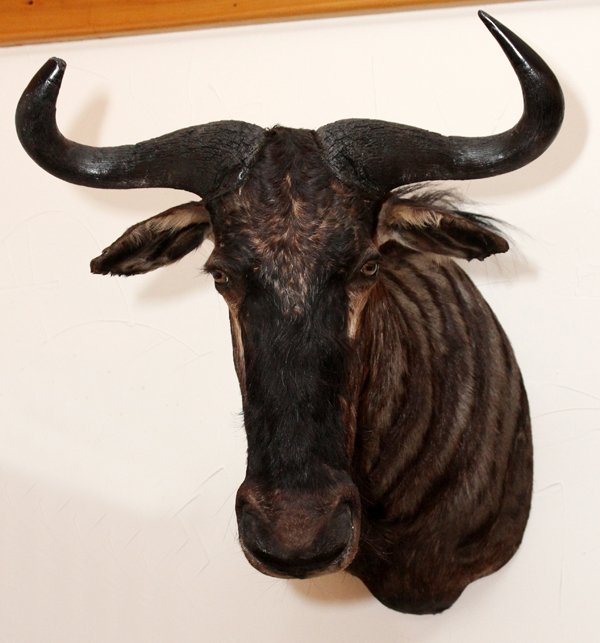 AFRICAN BLUE WILDEBEEST TROPHY MOUNT: AFRICAN, BLUE WILDEBEEST, TROPHY MOUNT, H 32", W 26", D 29":African blue wildebeest shoulder trophy mount. 'Connochaetes Taurinus', H 32", W 26", D 29". From the Estate of Gordon J. Birgbauer. For a h