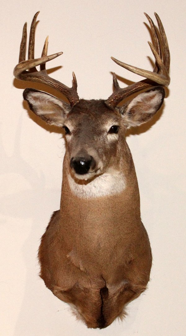 NORTHEASTERN WHITE TAILED DEER TROPHY MOUNT: NORTHEASTERN, WHITE TAILED DEER, TROPHY MOUNT, H 37", W 17", D 22":Northeastern white tailed deer shoulder trophy mount. 'Odocoileus Virginianus'. 37" H. x 17" W. x 22" D. From the Estate of Gordon J.