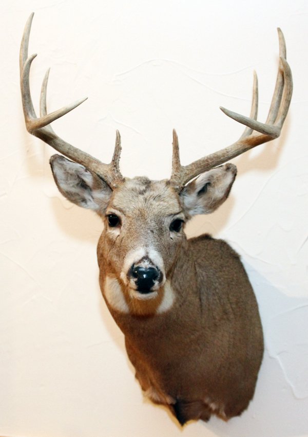 NORTHEASTERN WHITE TAILED DEER TROPHY MOUNT: NORTHEASTERN, WHITE TAILED DEER, TROPHY MOUNT, H 36", W 18", D 33":Northeastern white tailed deer shoulder trophy mount. 'Odocoileus Virginianus'. 36" H. x 18" W. x 33" D. From the Estate of Gordon J.
