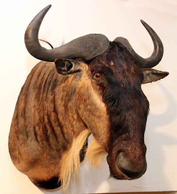 AFRICAN WHITE BEARDED WILDEBEEST TROPHY MOUNT: AFRICAN, WHITE BEARDED WILDEBEEST, TROPHY MOUNT, H 27", W 24", D 30":African white bearded wildebeest shoulder trophy mount. 'Connochaetes Taurinus', H 27", W 24", D 30". From the Estate of Gordon J. 