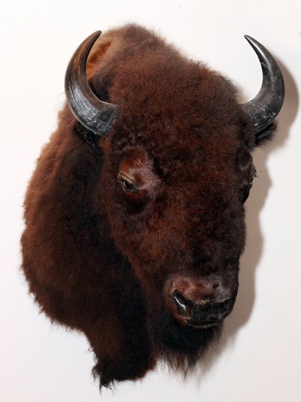 AMERICAN BISON TROPHY MOUNT: AMERICAN BISON TROPHY MOUNT H 48", W 24", D 36":American bison (Bison bison) shoulder trophy mount. 48" H. x 24" W. x 36" D. From the Estate of Gordon J. Birgbauer. For a high resolution photo
