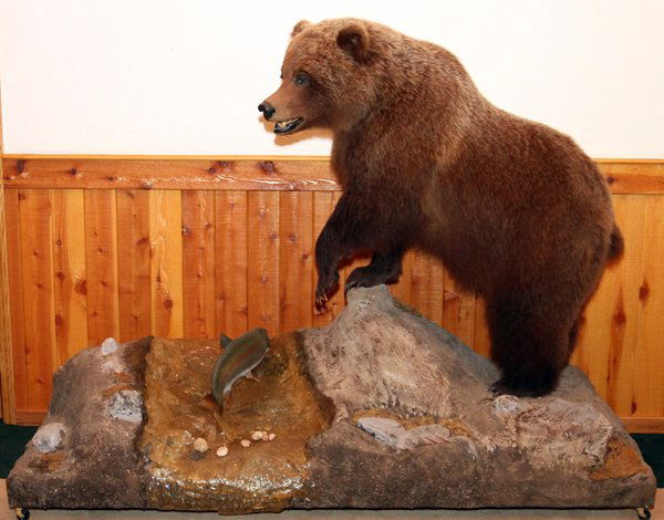 GRIZZLY BEAR FULL BODY TROPHY MOUNT: GRIZZLY BEAR FULL BODY TROPHY MOUNT H 65' (OVERALL), 52" (BEAR), W 88", D 35":Grizzly bear full body trophy mount. (Ursus Arctos). In addition to rainbow trout (Oncorhynchus mykiss) approx.. 24" L. Ac