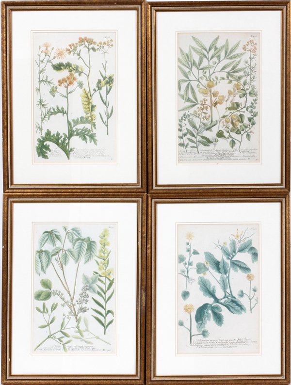 AFTER JOHANN WEINMANN HAND COLORED ENGRAVINGS (1 of 4)