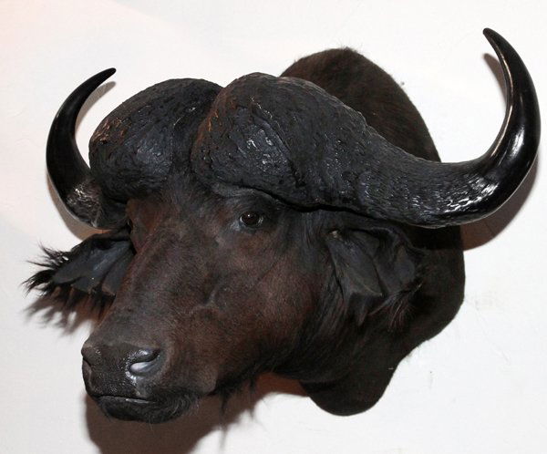 AFRICAN CAPE BUFFALO TROPHY MOUNT (1 of 2)