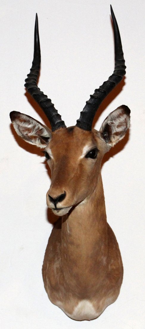AFRICAN SOUTHERN IMPALA TROPHY MOUNT (1 of 2)