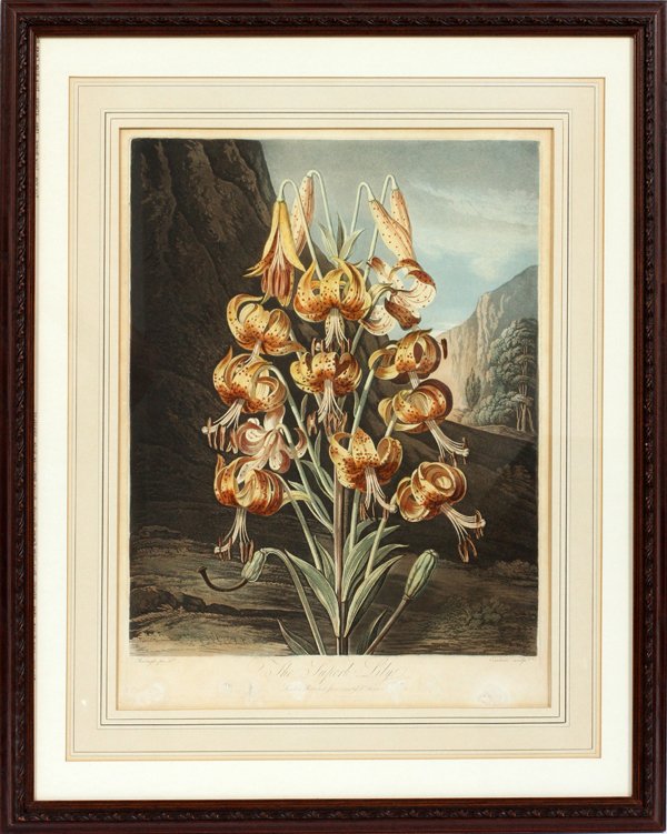 AFTER REINAGLE, ANTIQUE INTAGLIO BOTANICAL PRINT (1 of 2)