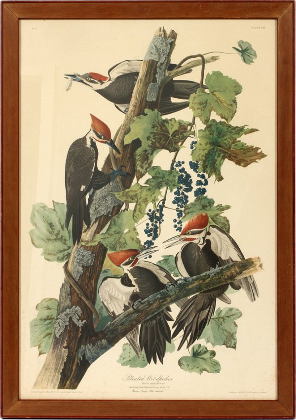 AFTER JOHN J AUDUBON, OFFSET LITHOGRAPHIC REPRODUCTION (1 of 3)