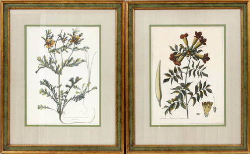 AFTER NICOLAS ROBERT BOTANICAL PRINTS TWO: AFTER NICOLAS ROBERT BOTANICAL PRINTS, TWO, H 16.5", L 12.5":Including "Gelesminum Indicum flore phaeniceo" and "Papauer corniculatum birsatum flore phoeniceo". Each is framed and matted under acrylic