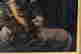 item-50587754=3