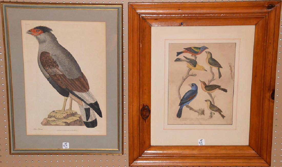 3 Antique Etchings, pr. Bird etchings 13 x 10 inches (1 of 12)
