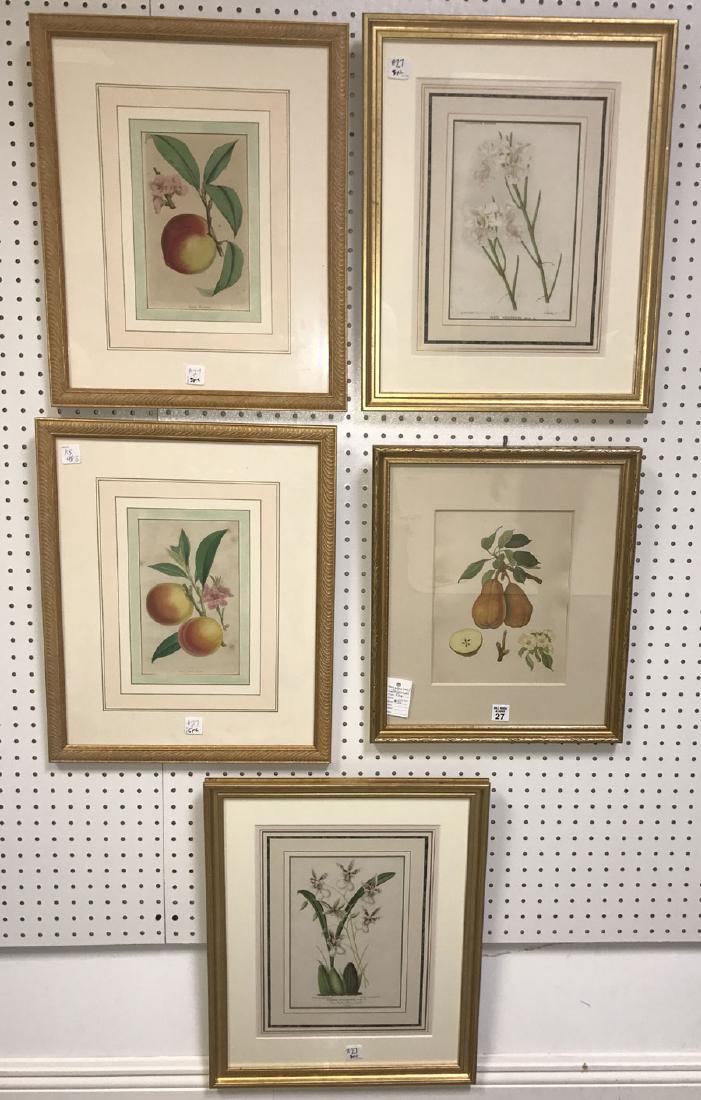 5 Antique prints, 2 orchid/botanical Prints, French ca. (1 of 3)