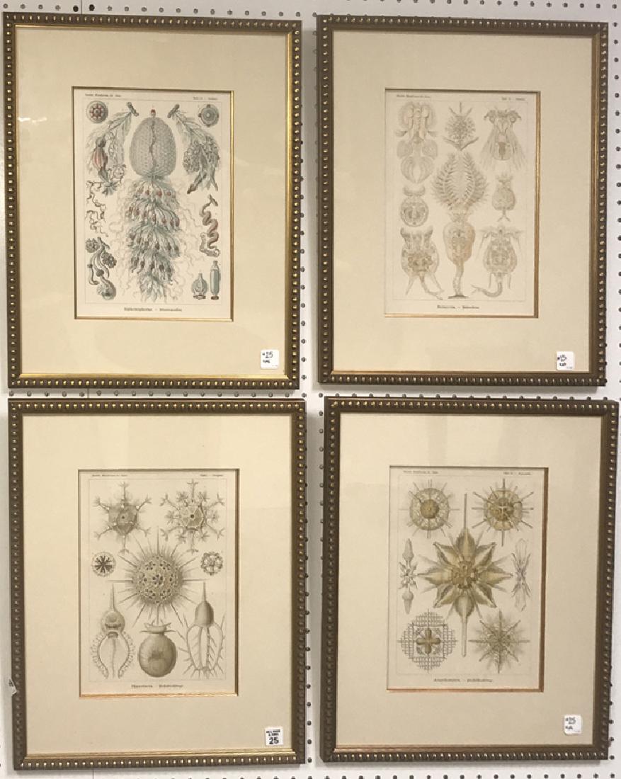 7 pc lot including: 4 Antique Lithograph "Plankton" (1 of 9)