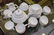 27 Piece Rosenthal White Porcelain Tea Service. Teapot