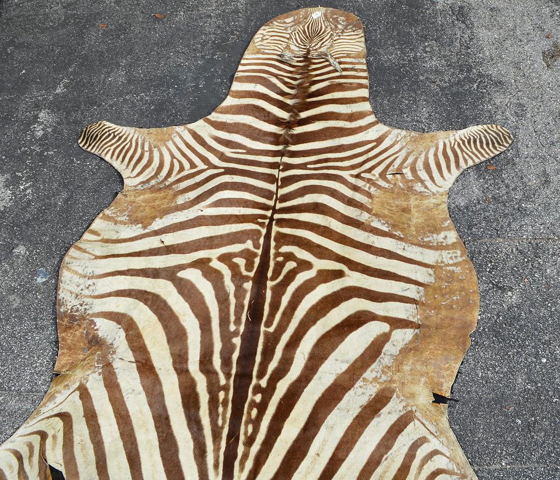 Zebra Skin Rug 8' 10" x 5' 3"  Condition: good with (1 of 5)