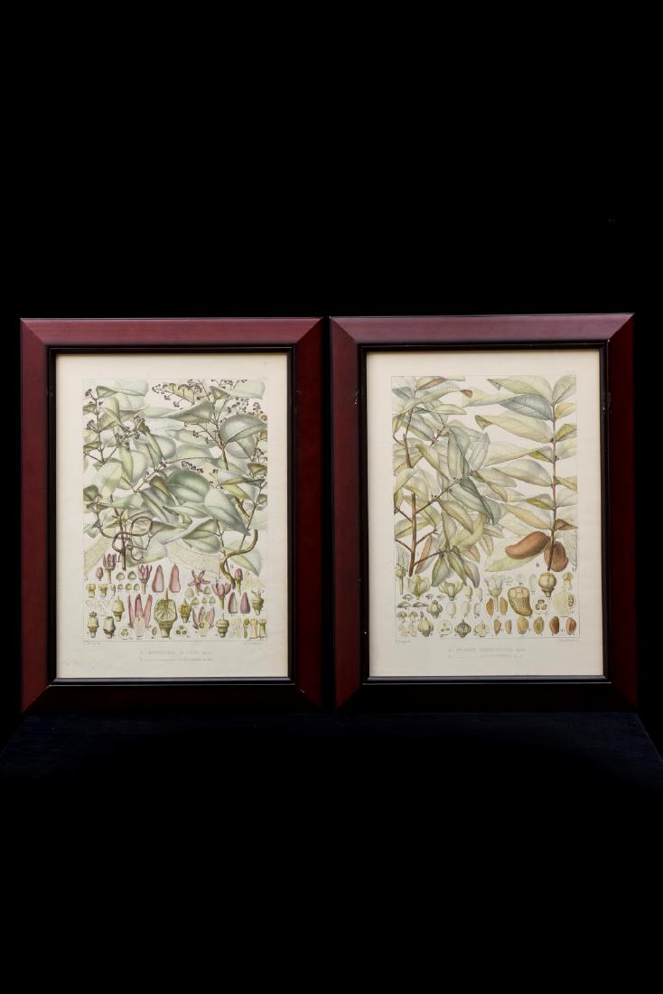 Pair of French Antique Botanical Prints , Width: 19.50" (1 of 10)