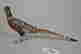 item-70193927=3