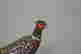 item-70193927=6
