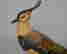 item-70194266=5
