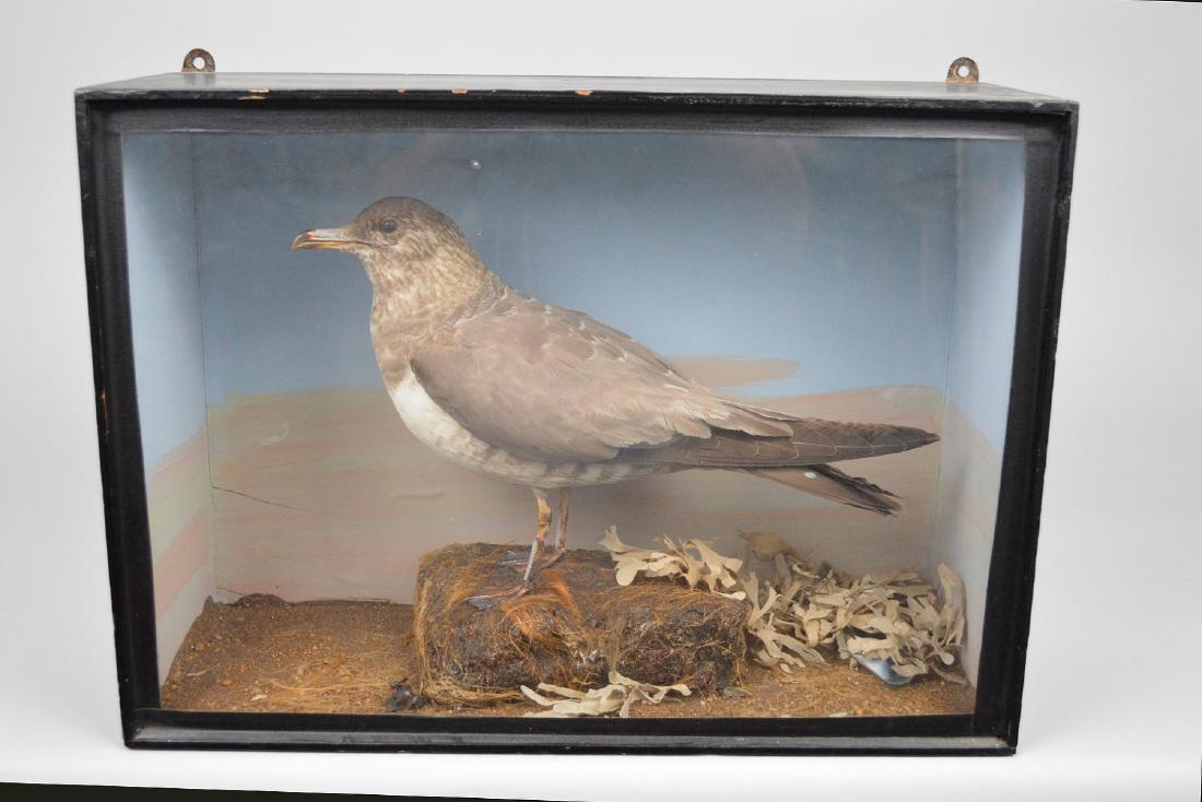 Vintage Taxidermy bird in wood/glass case, 13"h x 18"w (1 of 8)