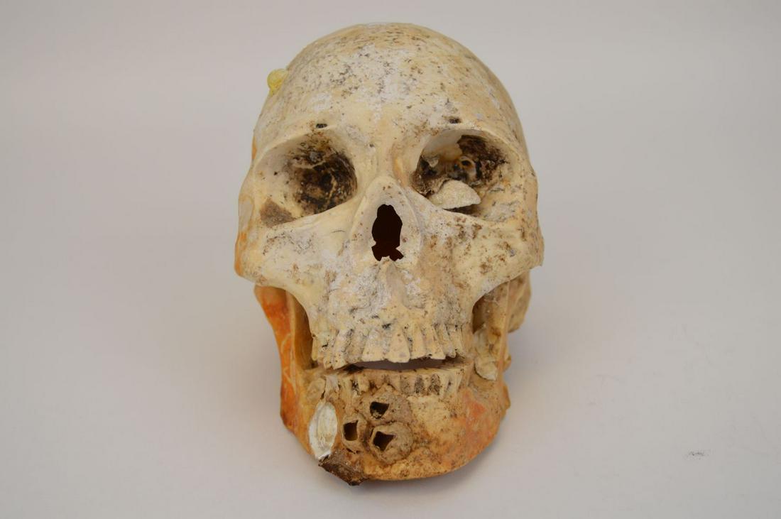 Medical Specimen Skull Replica, Marine Salvaged  Height (1 of 7)