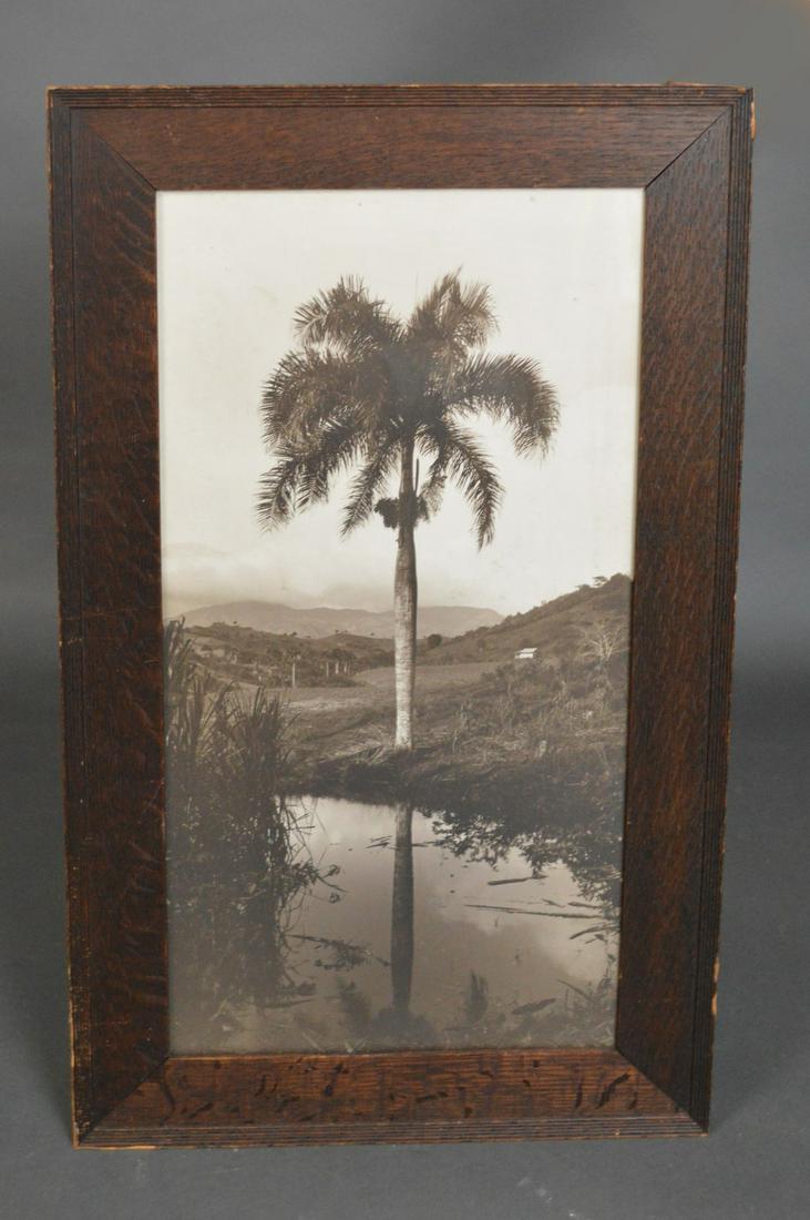 Antique photograph of Cuba Landscape with Palm Tree in: Antique photograph of Cuba Landscape with Palm Tree in oak frame 22-1/2 x 11-1/2 inches overall framed size 27-1/2 x 16-1/2 inches