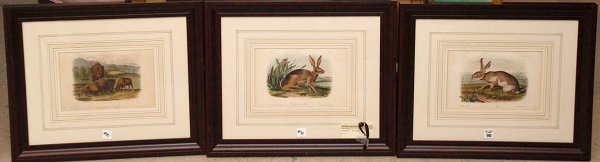 3 Audubon prints, 2 rabbits, 6 1/2" x 10"