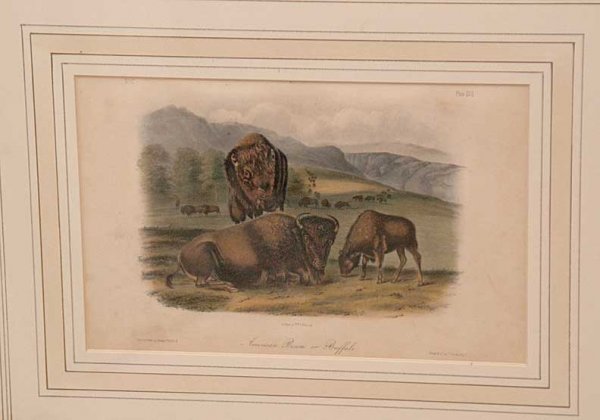 3 Audubon prints, 2 rabbits, 6 1/2" x 10" - 2