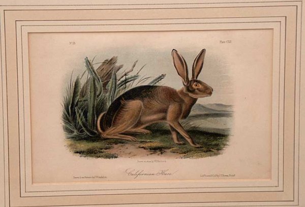 3 Audubon prints, 2 rabbits, 6 1/2" x 10" - 3