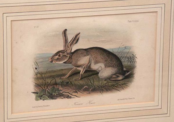 3 Audubon prints, 2 rabbits, 6 1/2" x 10" - 4