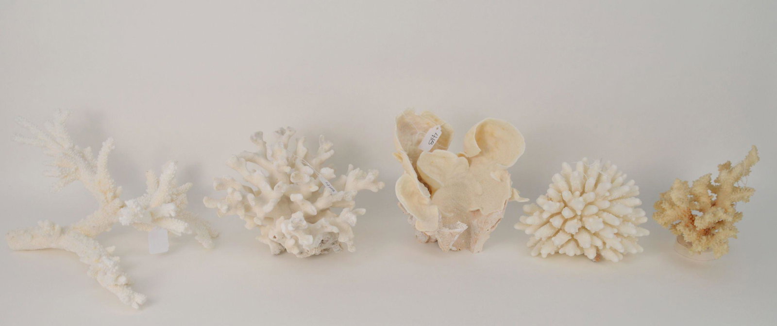 Lot of 5 assorted coral pieces: Lot of 5 assorted coral pieces
