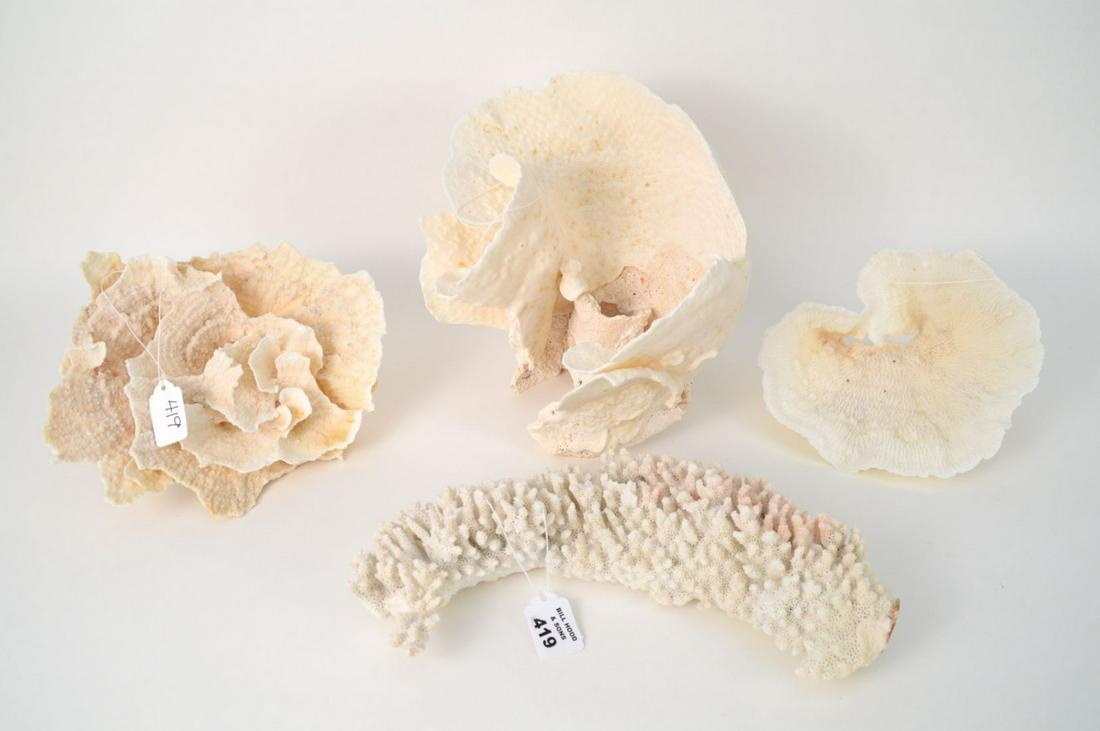 Lot of 4 assorted coral pieces (1 of 4)