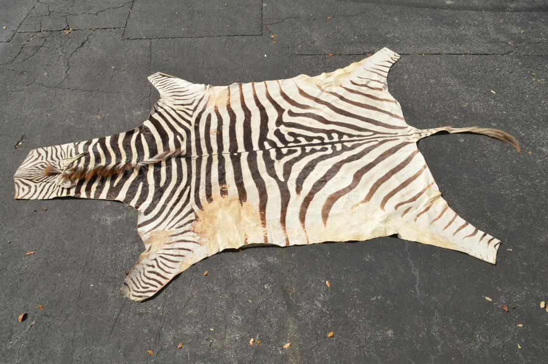 Zebra Skin Rug Approximately 5' x 7' (1 of 5)