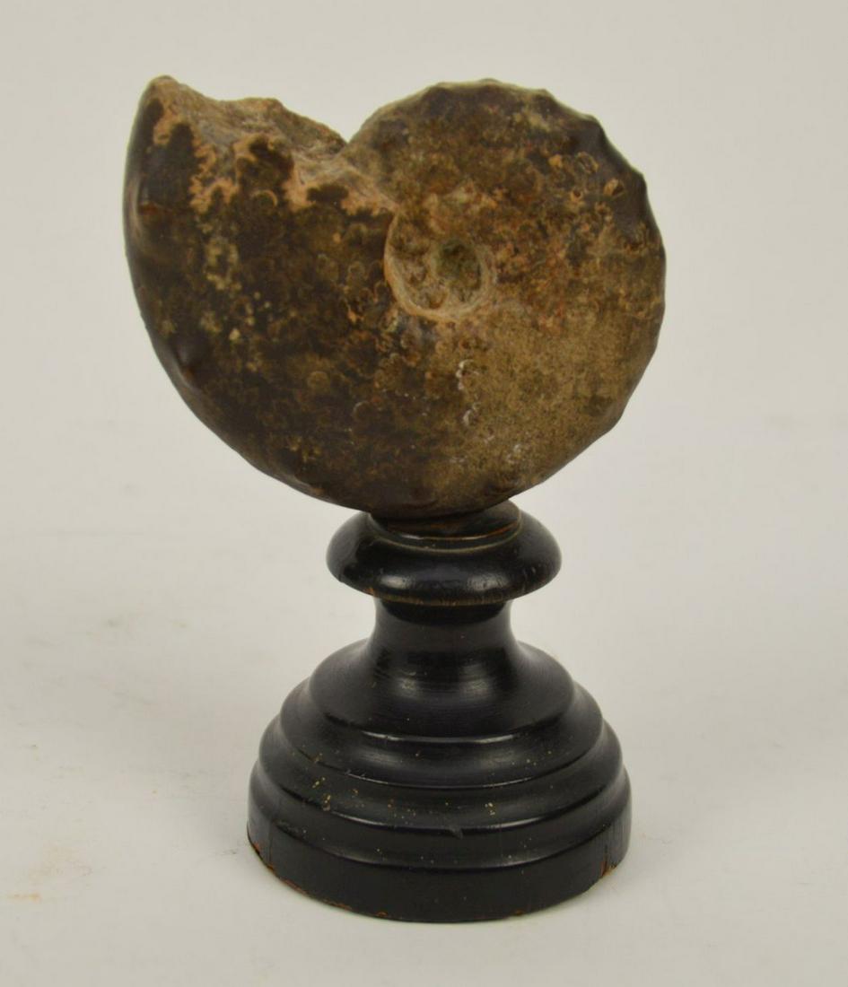 Nautilus Shell Fossil Mounted on Wooden Base, Bears (1 of 5)
