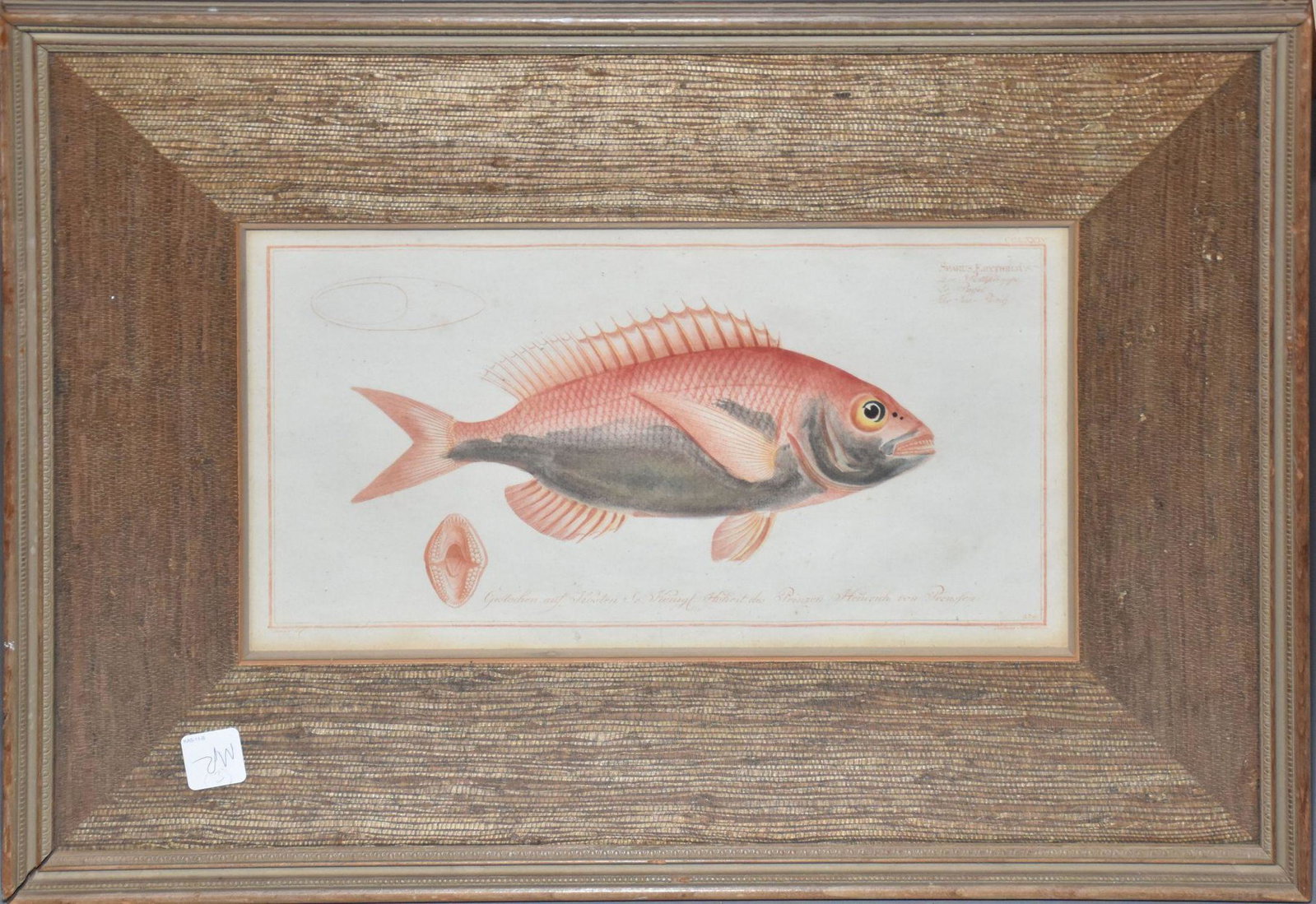 Marcus Elieser Bloch (1723-1799): Histoire Naturelle - Sparus Erythrinus, engraving with: Marcus Elieser Bloch (1723-1799): Histoire Naturelle - Sparus Erythrinus, engraving with hand-coloring on wove paper. Sight size 8 x 14-1/4 inches. Overall framed size 16 x 22-1/2 inches