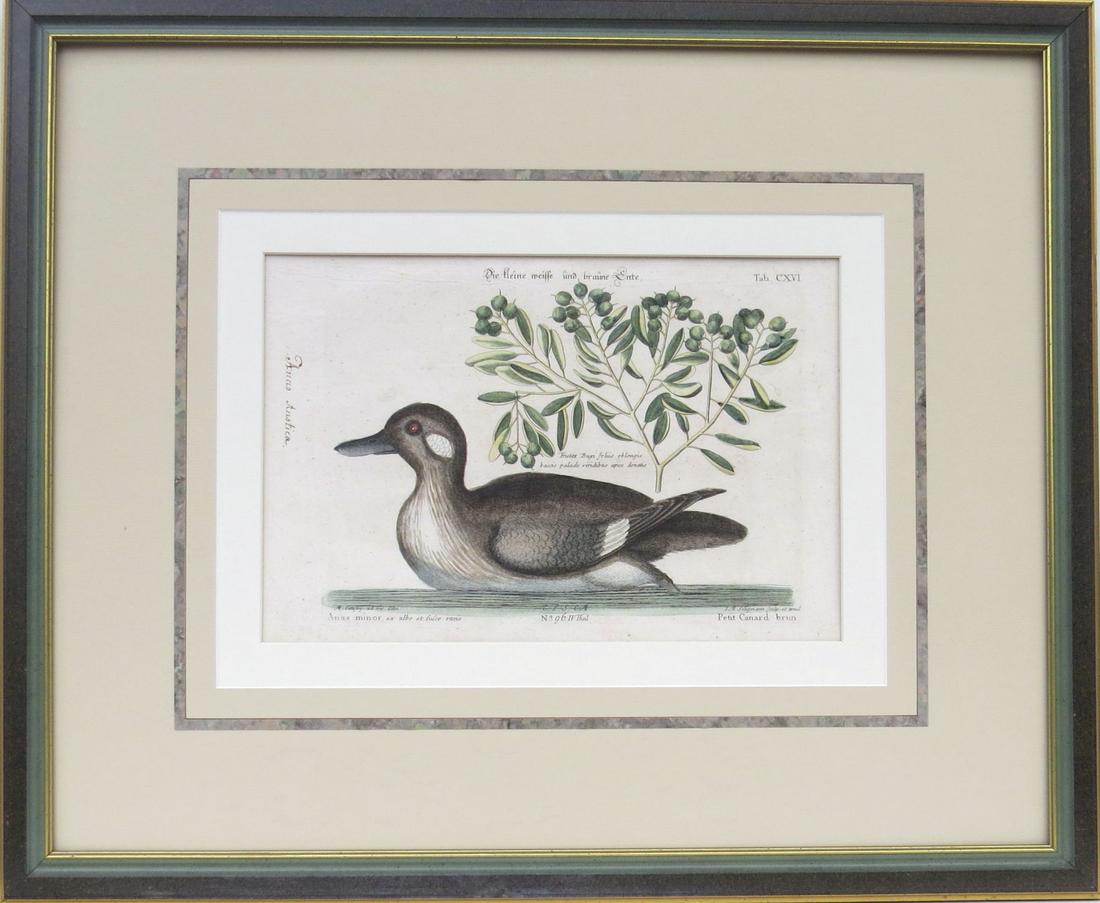 MARK CATESBY, (UK, South Carolina, 1683-1749), PETIT CANARD BRUN, Original Hand Colored Engraving on: MARK CATESBY, (UK, South Carolina, 1683-1749), PETIT CANARD BRUN, Original Hand Colored Engraving on Handmade Paper, 8 ½ inches x 11 3/8 inches (plate size), with substantial margins, 9 1/8 inc