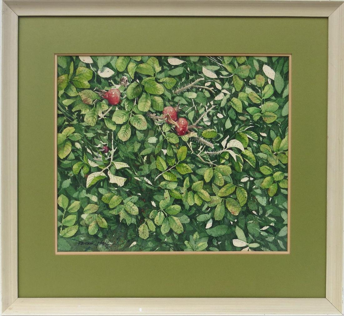 PETER HALL, (South Africa, born 1958), Watercolor/Paper, BOTANICAL STUDY, 12 Â¼ inches x 14 5/8 (1 of 7)